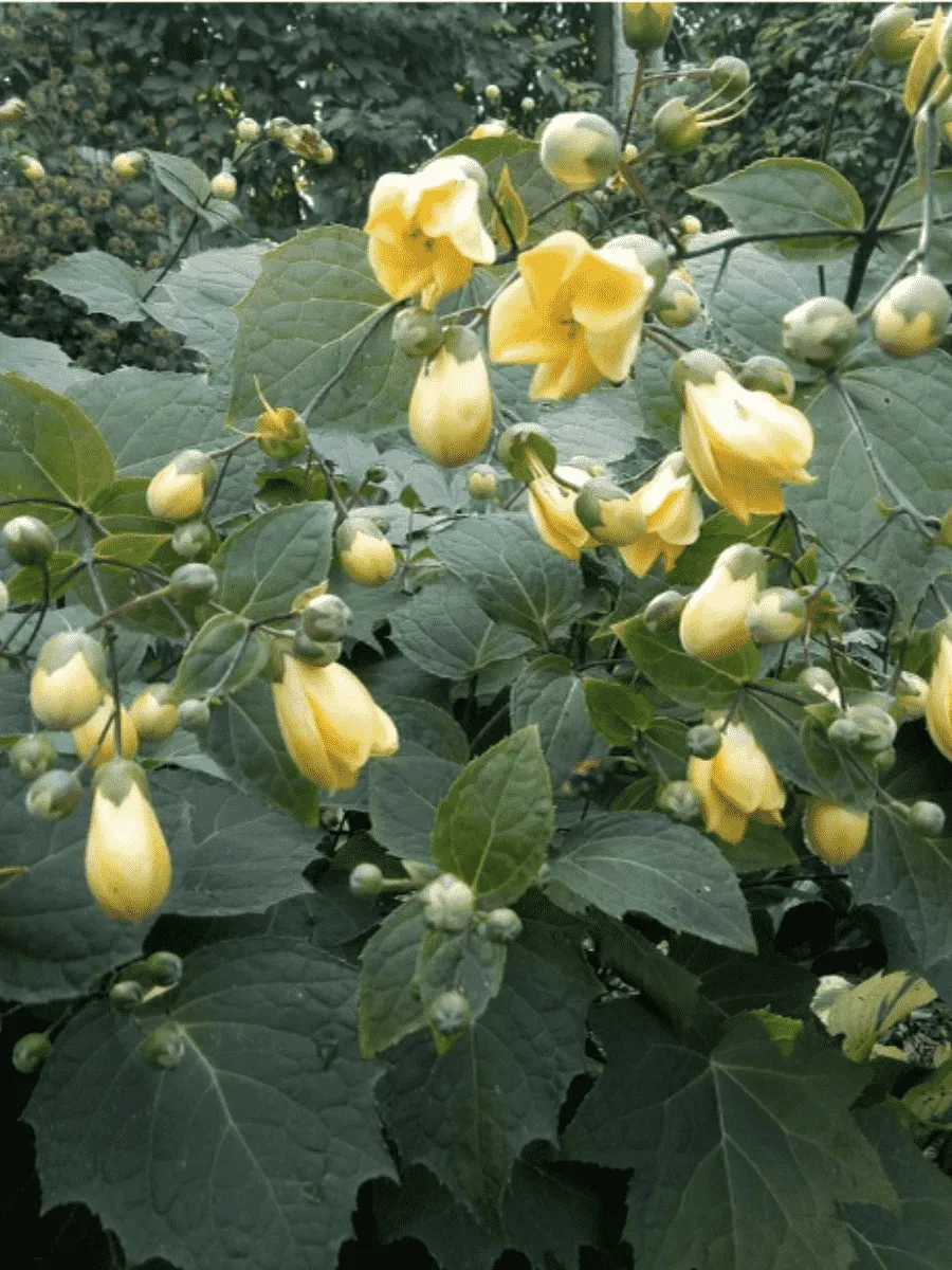 Киренгешома Киренгешома