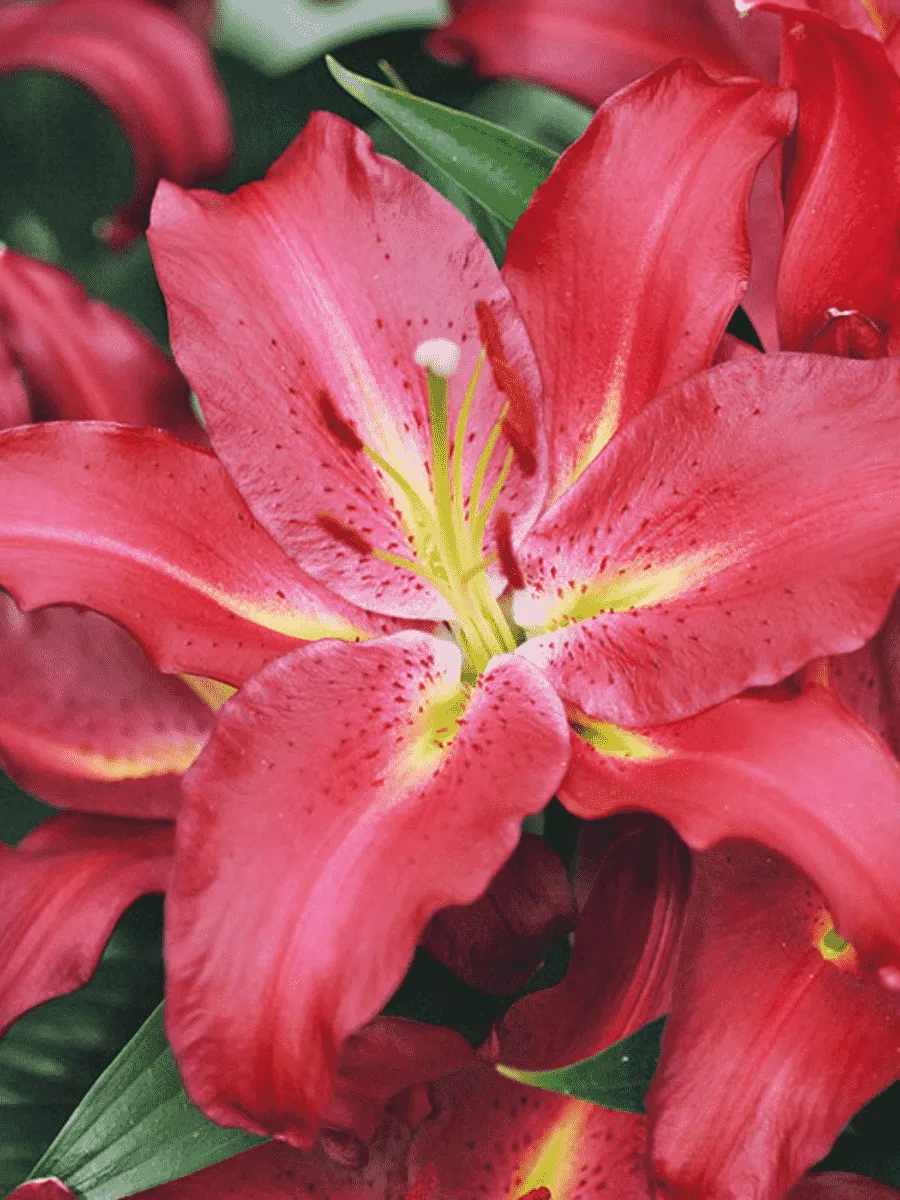 Лилия Gran Tourismo