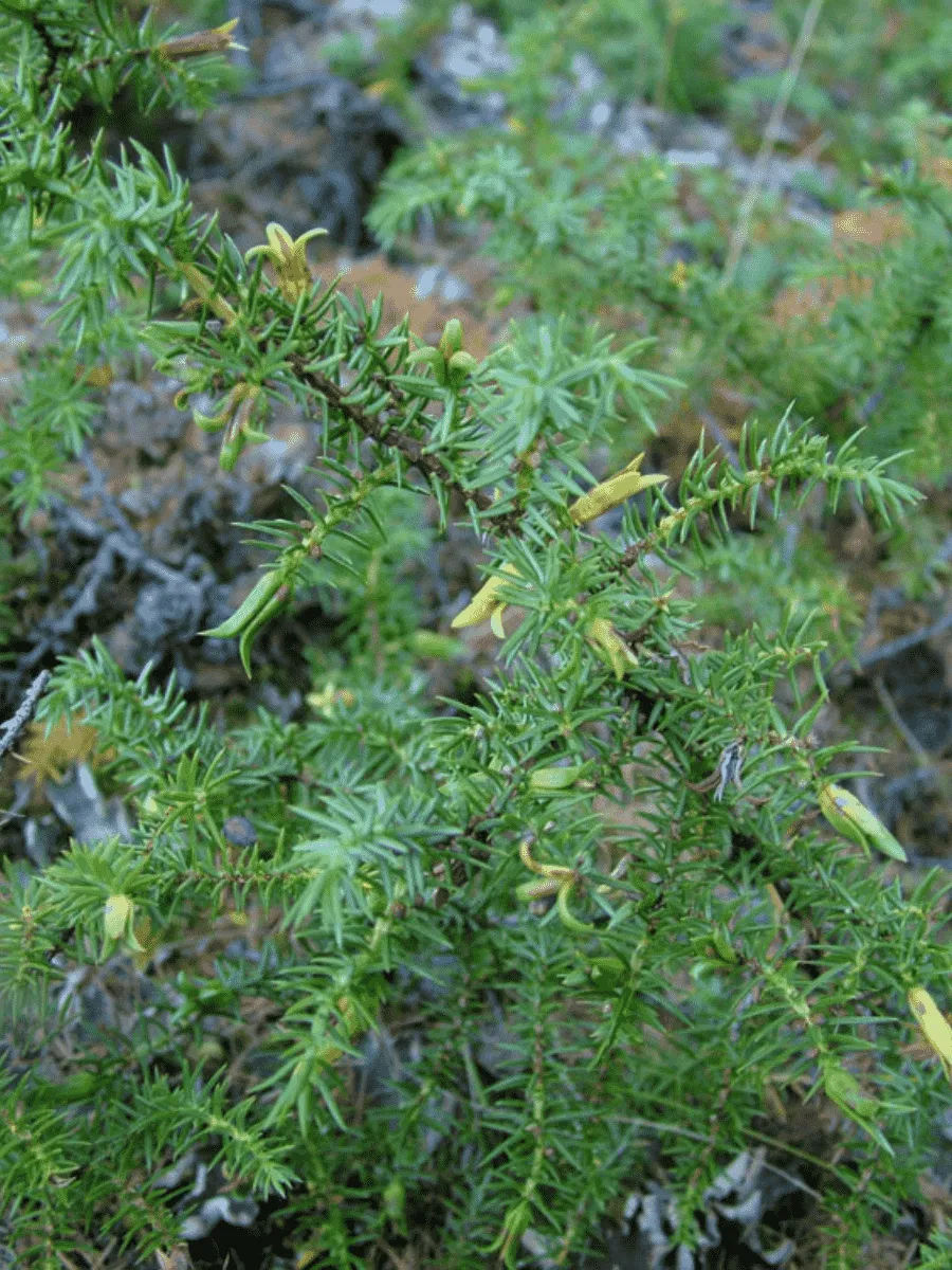 Можжевельник обыкновенный Wilseder Berg