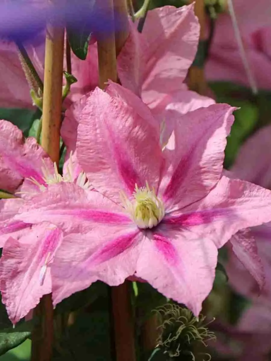 Клематис Rosamunde Клематис Rosamunde