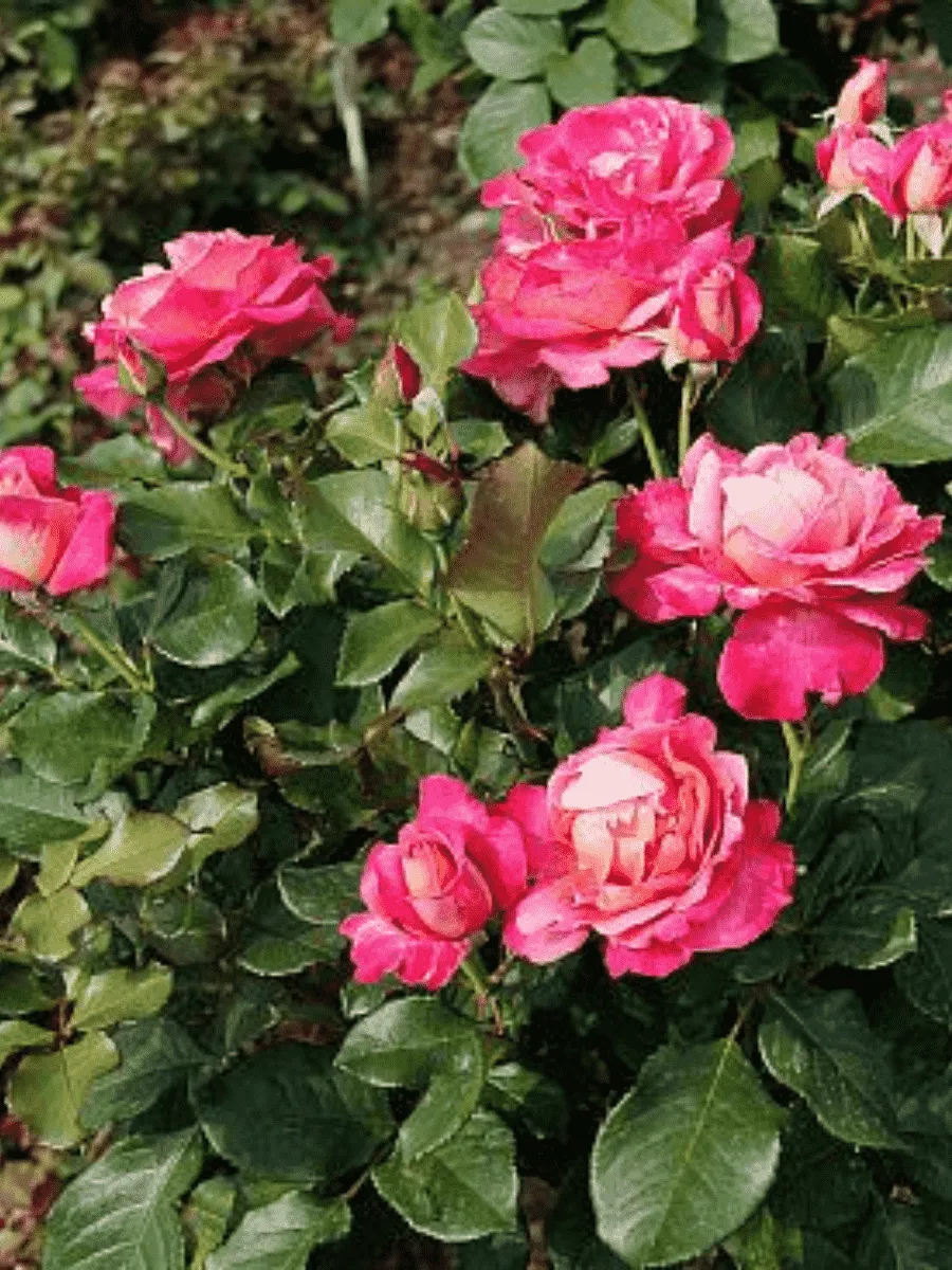 Роза Чайно-гибридная Gaujard