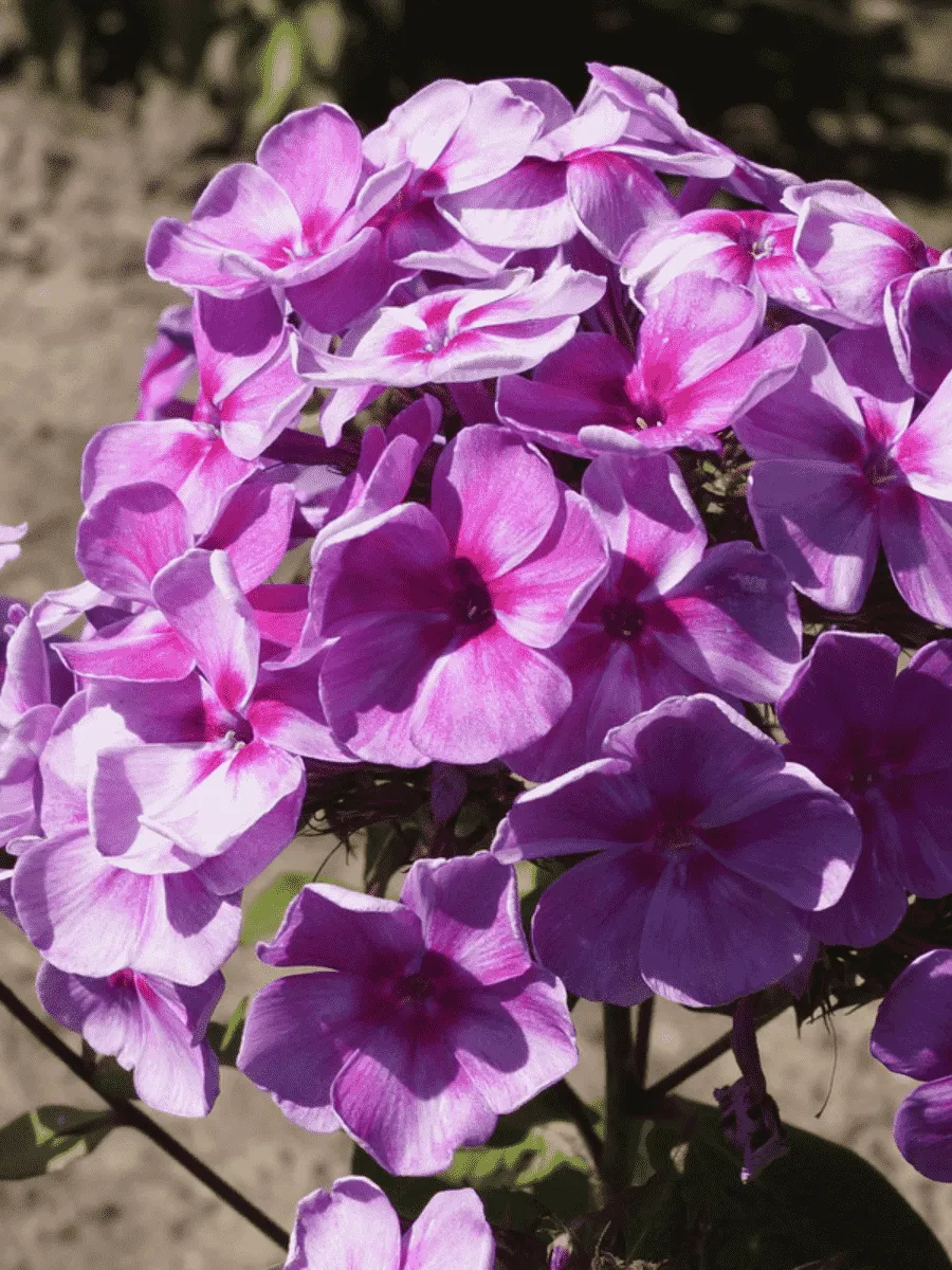 Флокс метельчатый Зарядье