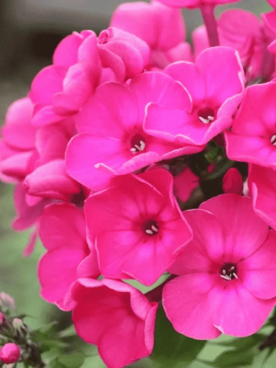 Флокс метельчатый Финист Ясный Сокол