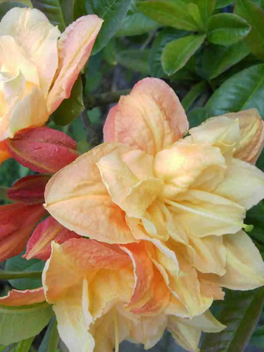 Азалия крупноцветковая Csardas