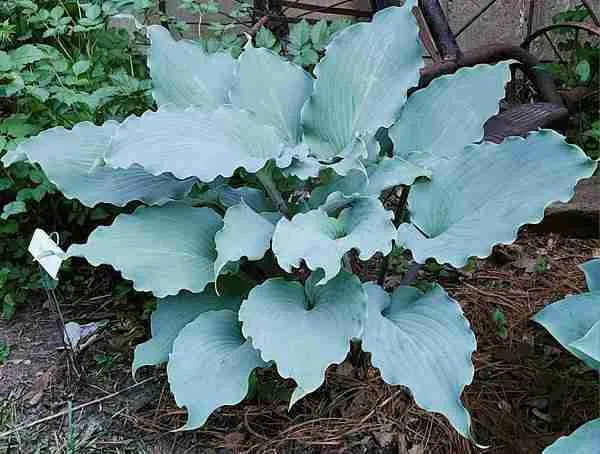 Хоста Skywriter