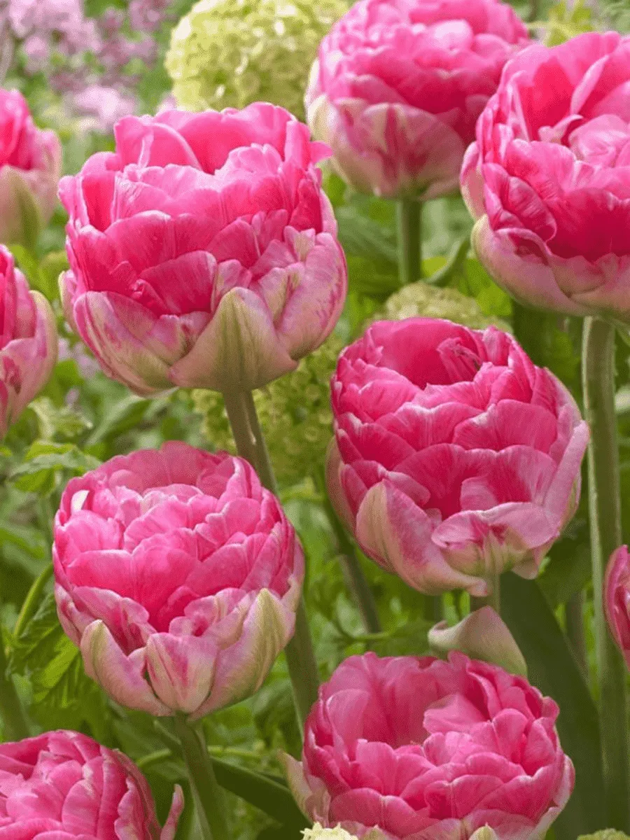 Тюльпан Махровый Up pink