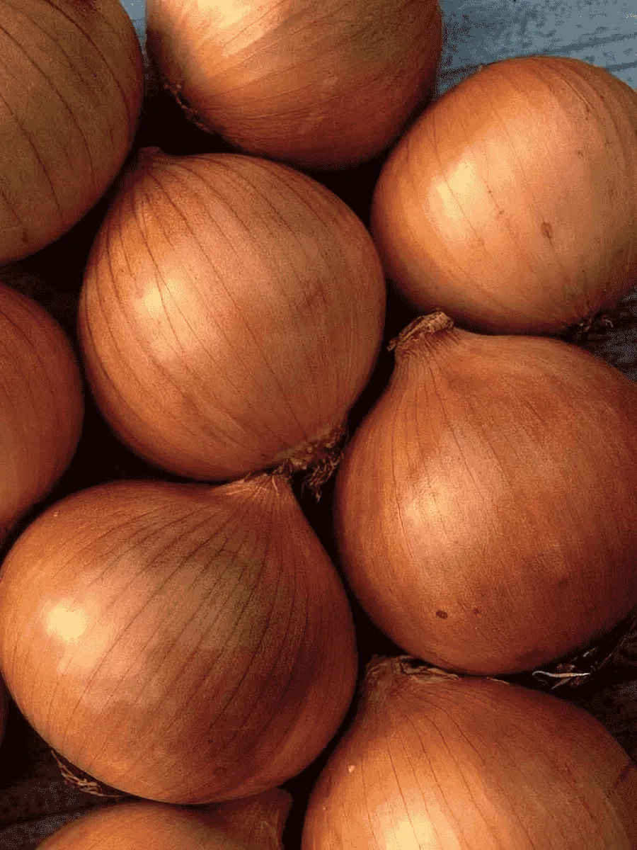 Лук-севок Сеттон Лук-севок Сеттон