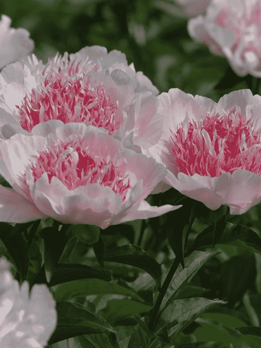 Пион Молочноцветковый Do Tell