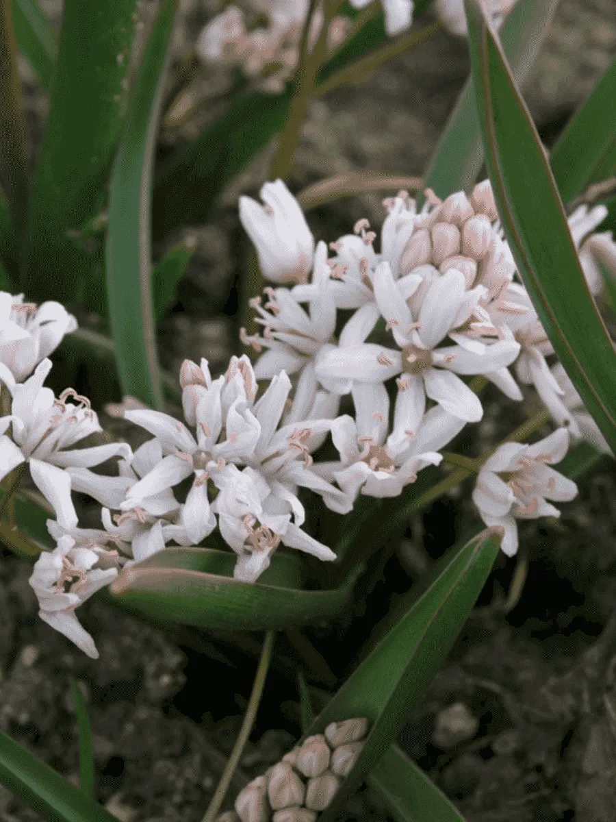 Сцилла двулистная Rosea