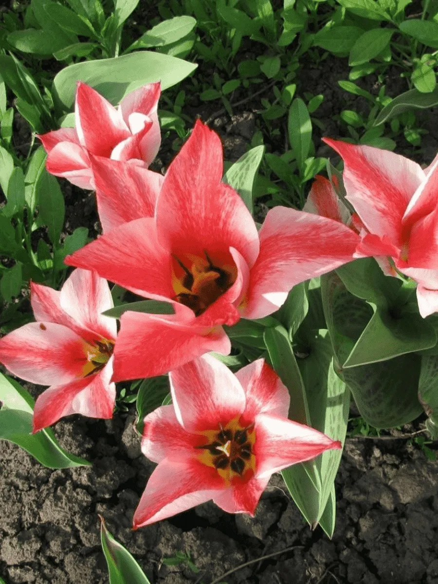 Тюльпан ботанический Czaar Peter