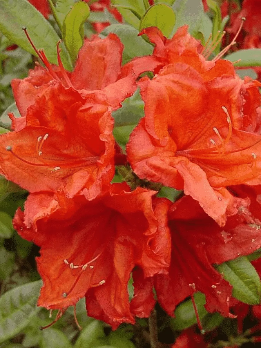 Азалия крупноцветковая Feuerwerk Азалия крупноцветковая Feuerwerk