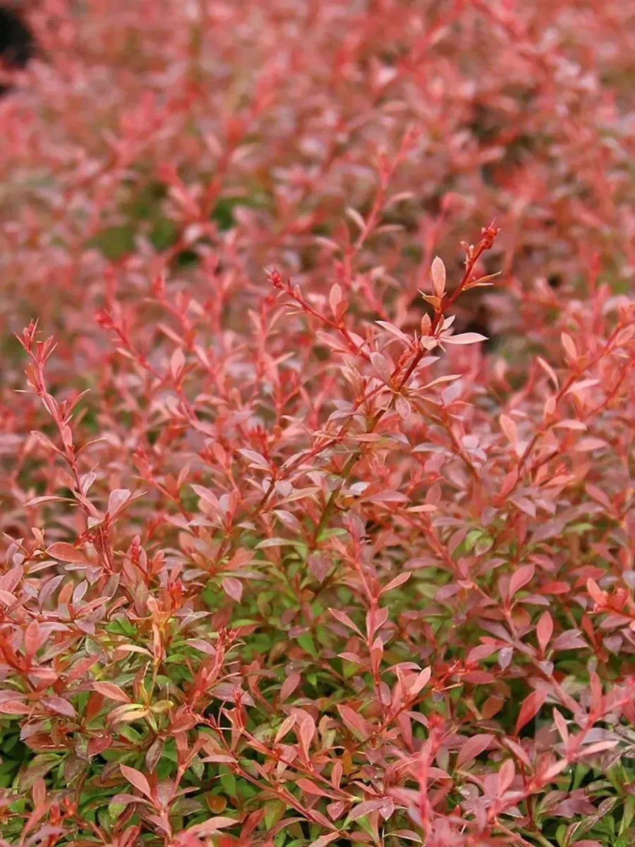 Барбарис Тунберга Orange Dream