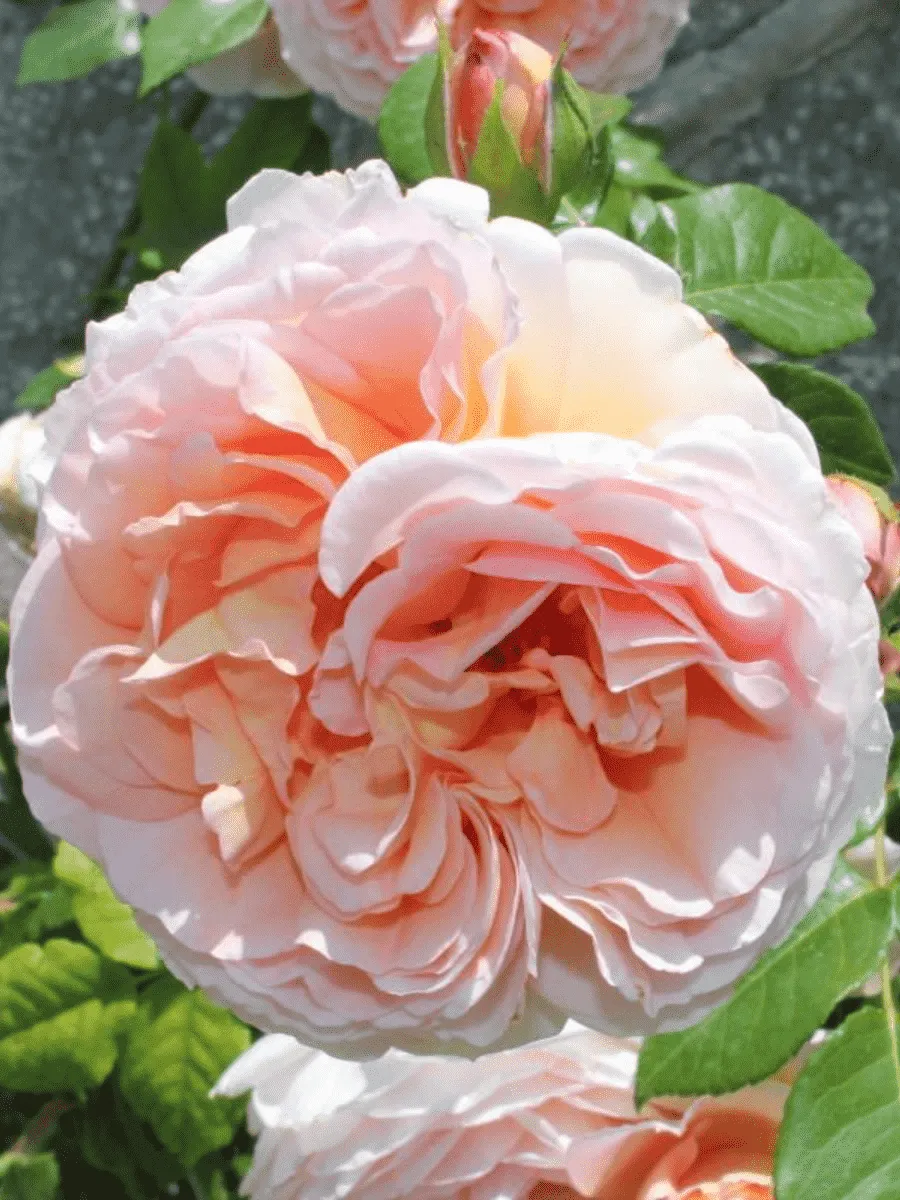 Роза плетистая Графиня Воронцова