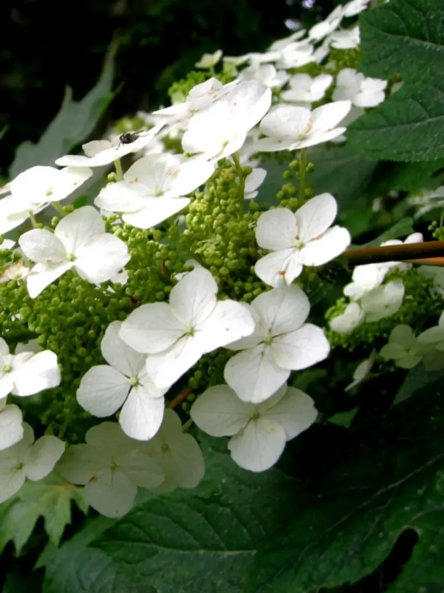 Гортензия древовидная Radiata