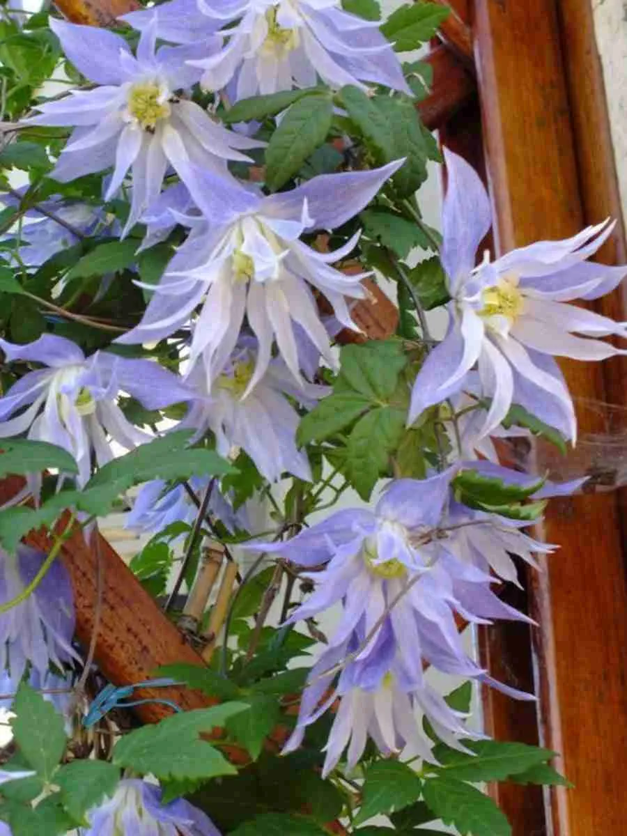 Клематис гибридный Maidwell Hall Клематис гибридный Maidwell Hall