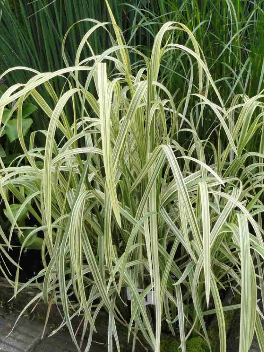 Манник большой Вариегата