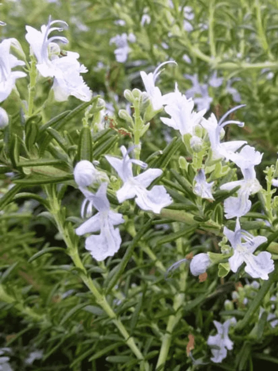 Розмарин лекарственный Capri Розмарин лекарственный Capri