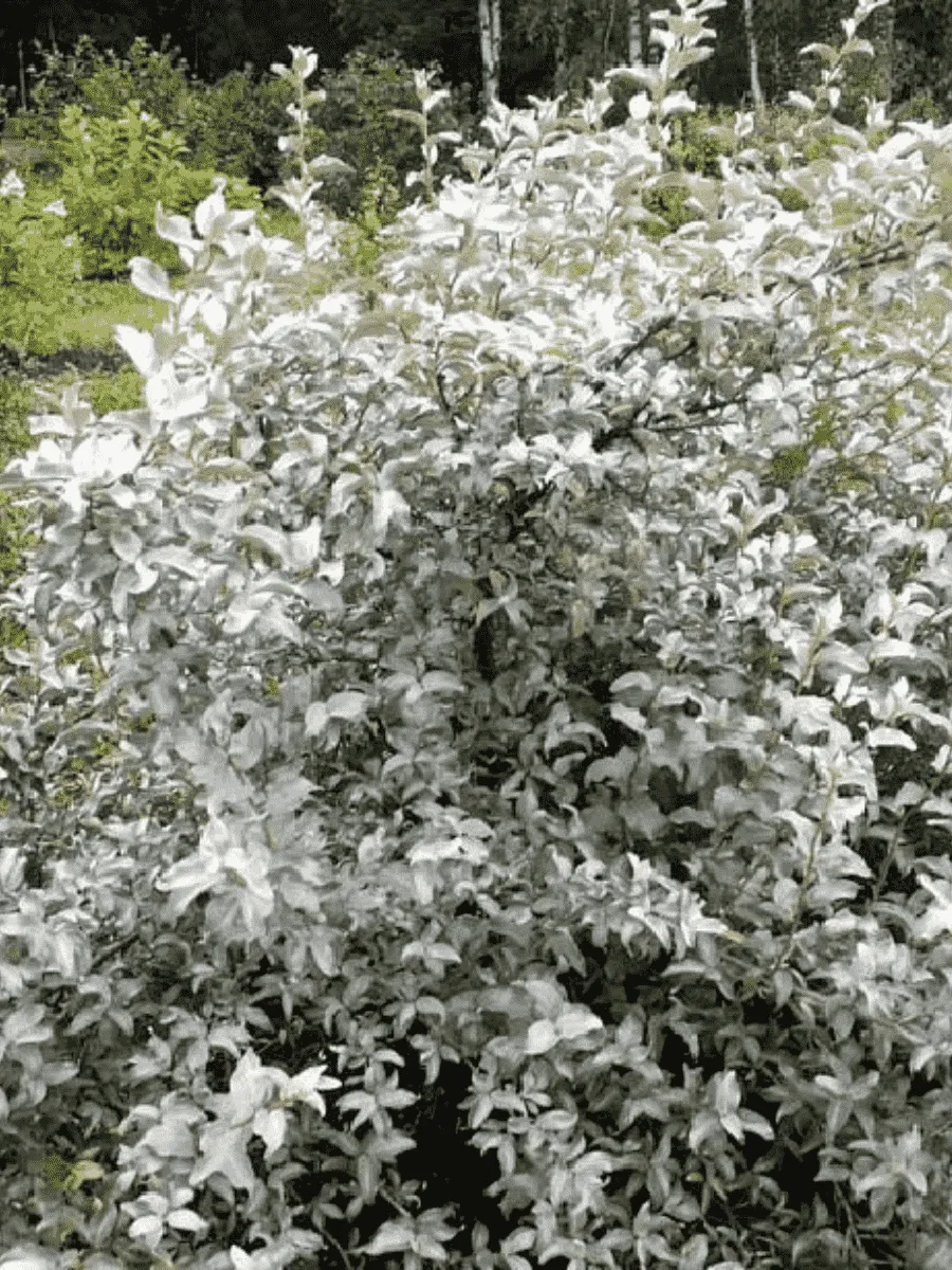 Лох серебристый Лох серебристый