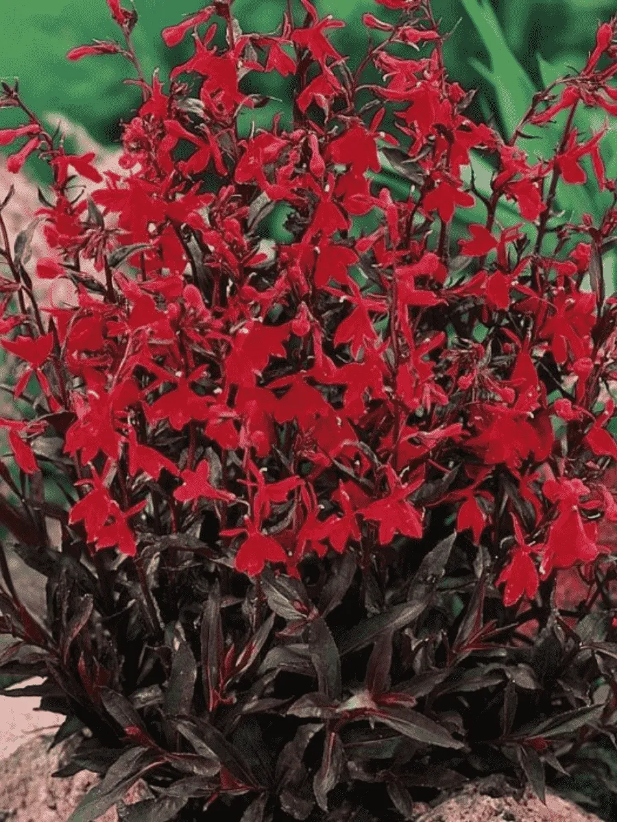 Лобелия прекрасная Russian Princess