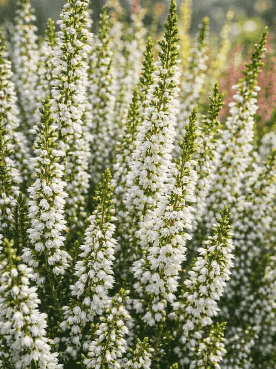 Вереск обыкновенный Long White