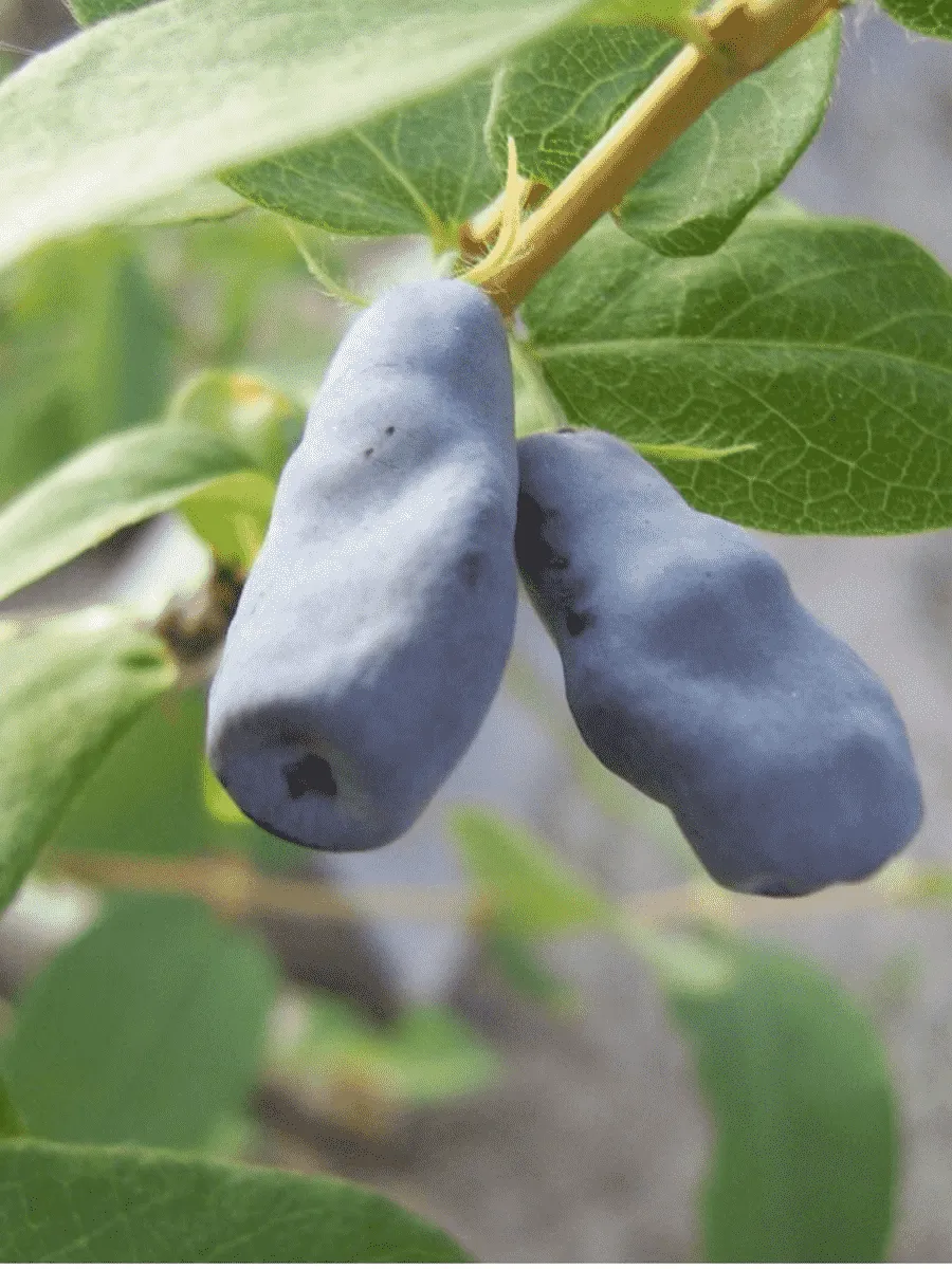 Жимолость плодовая Герда Жимолость плодовая Герда