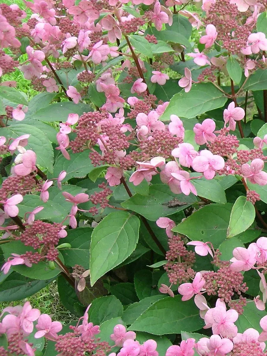 Гортензия метельчатая Dharuma