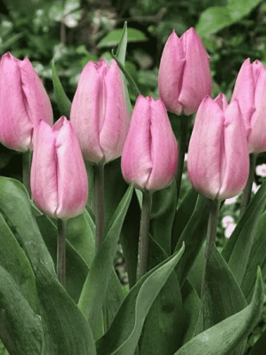 Тюльпан Light Pink Prince