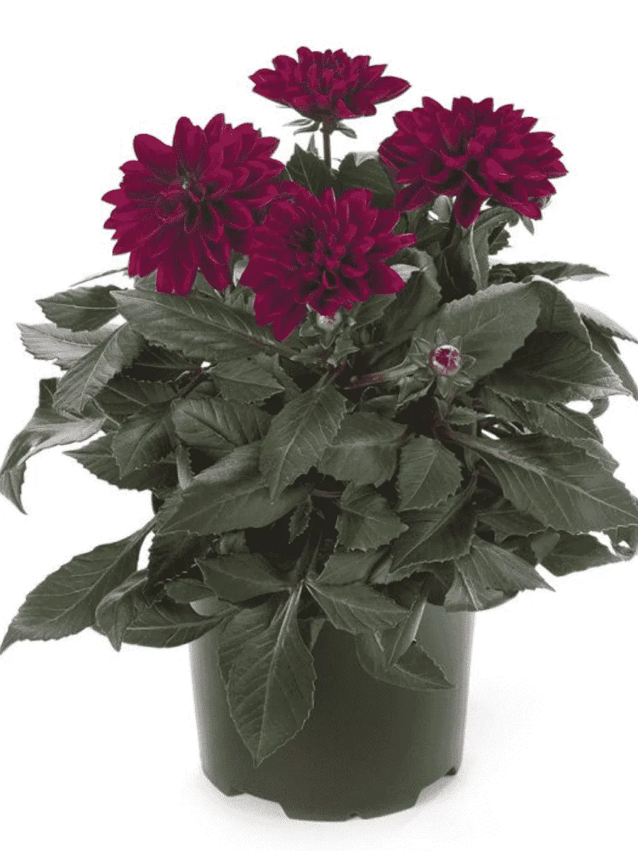 Георгин Dahlietta Select Patty