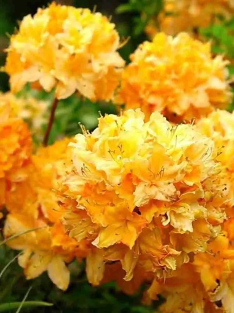 Азалия гибридный Golden Lights Азалия гибридный Golden Lights