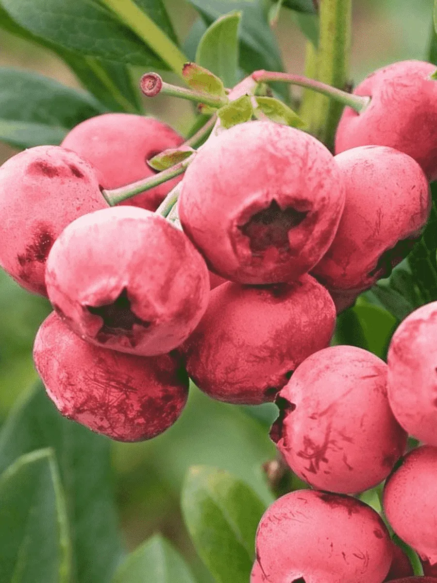 Голубика высокорослая Pink Lemonade Голубика высокорослая Pink Lemonade