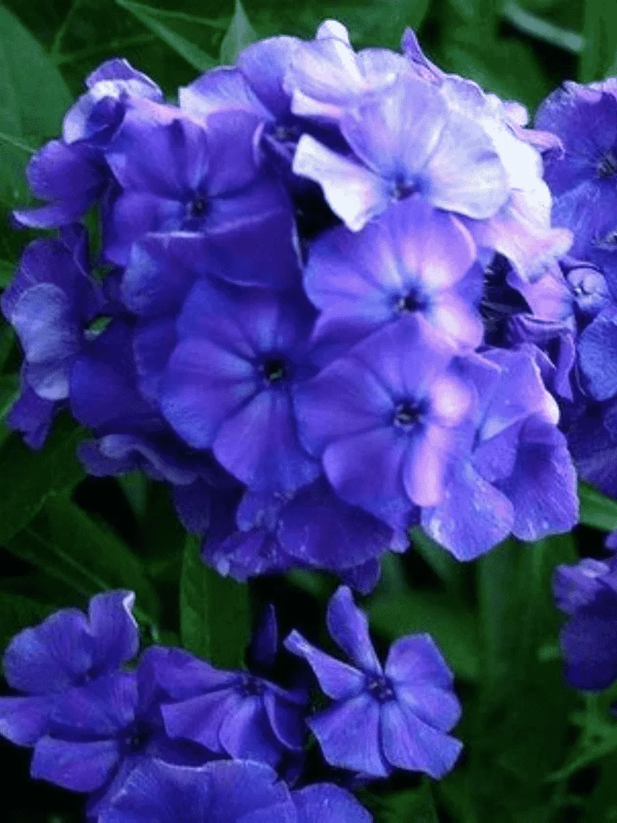 Флокс метельчатый Blue Boy