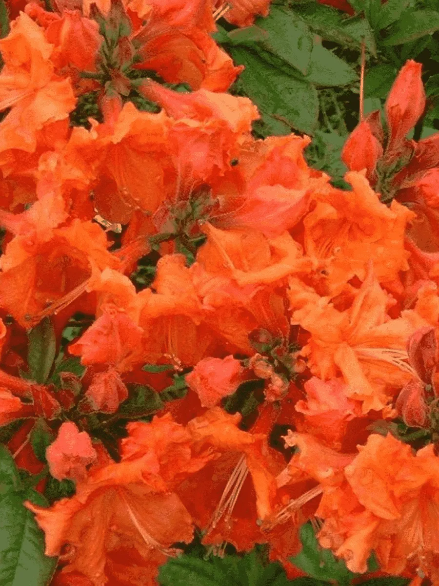 Азалия гибридная  Bakkarat