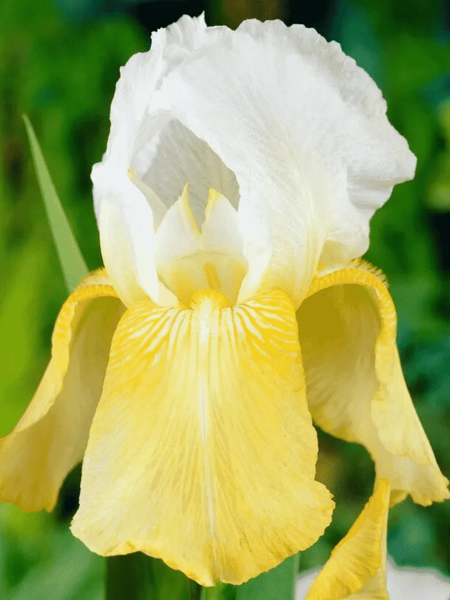 Ирис германский Pinnacle