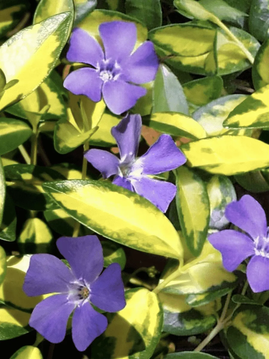 Барвинок малый Illumination Барвинок малый Illumination