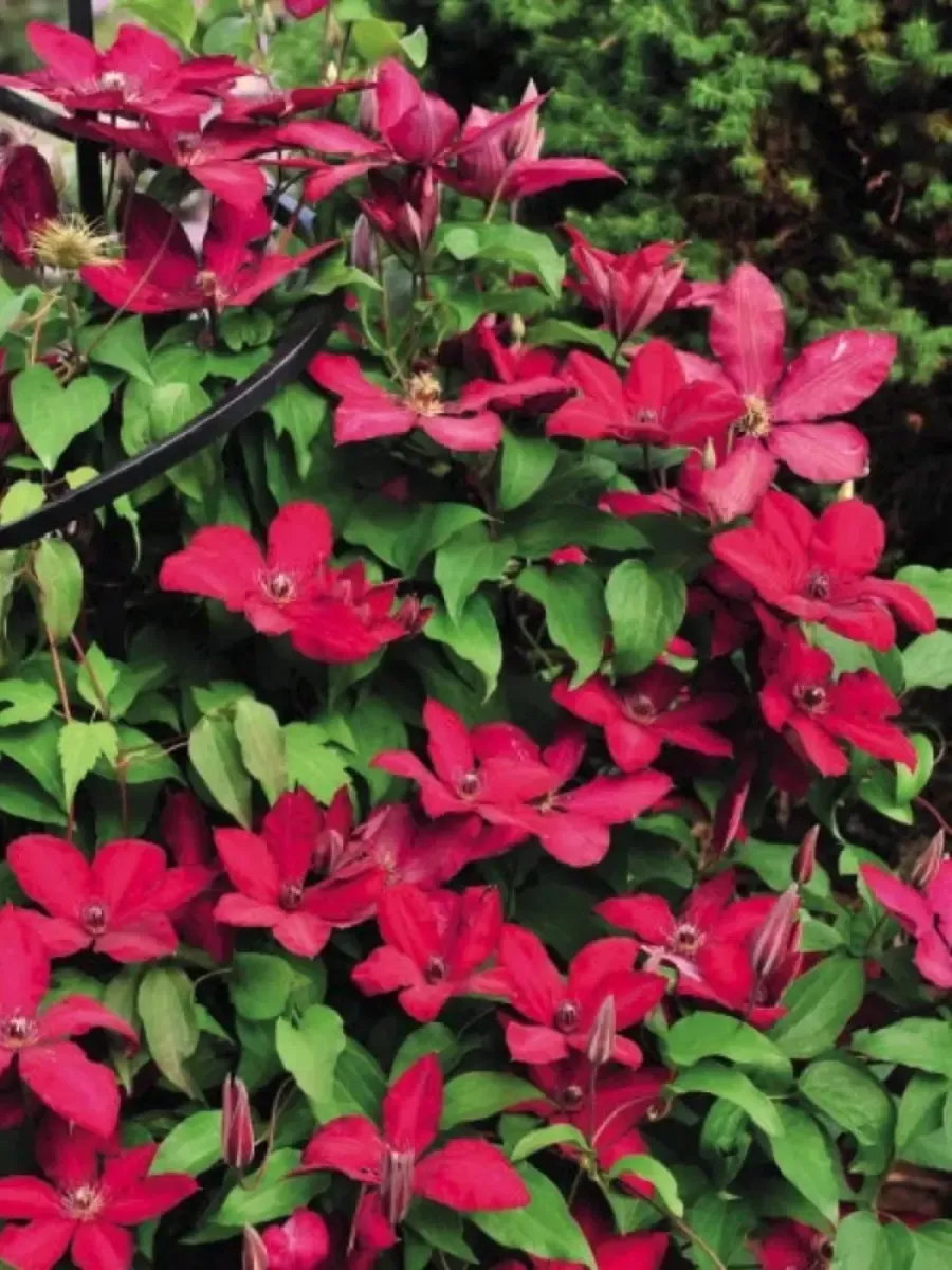 Клематис Solidarnosc Клематис Solidarnosc