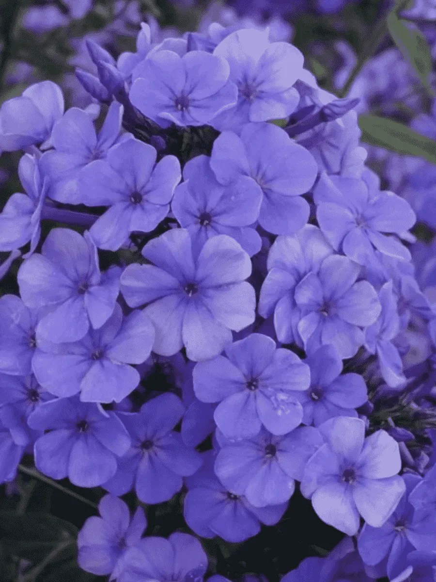 Флокс метельчатый 'Sweet Summer Ocean'