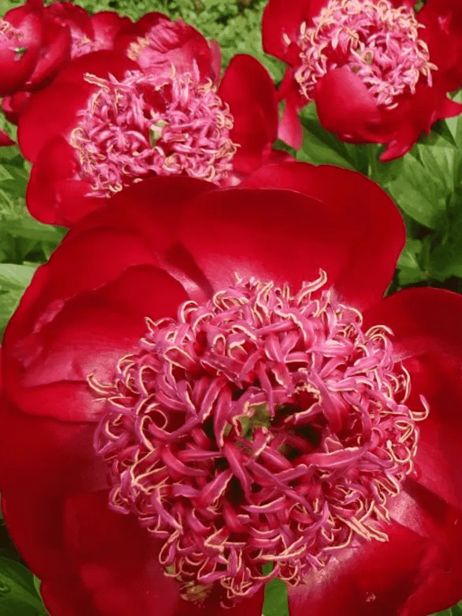 Пион Молочноцветковый Walter Mainz