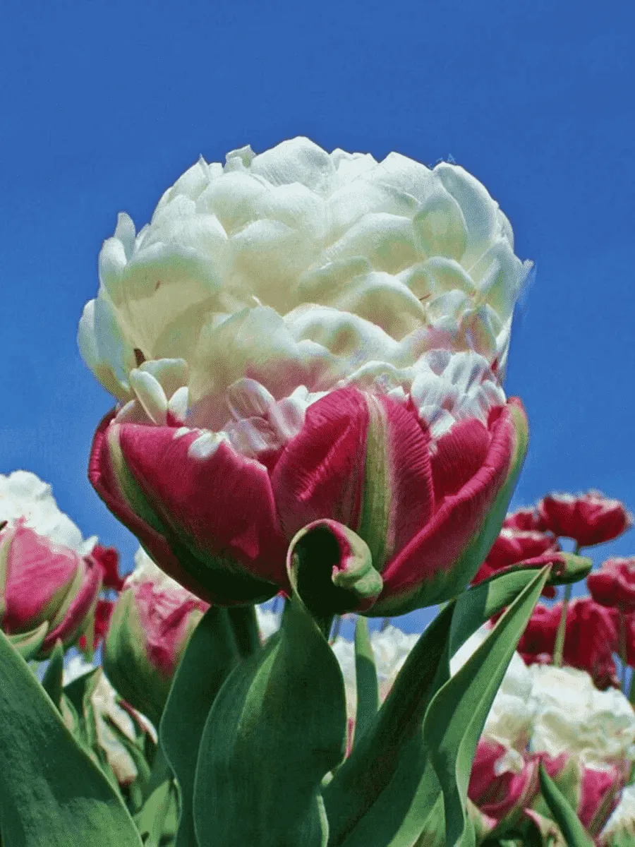 Тюльпан Махровый Ice Cream