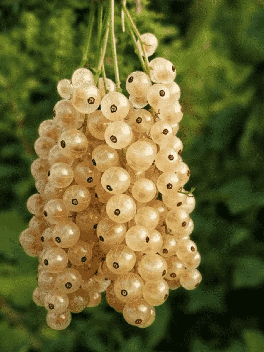 Смородина Blanca Смородина Blanca