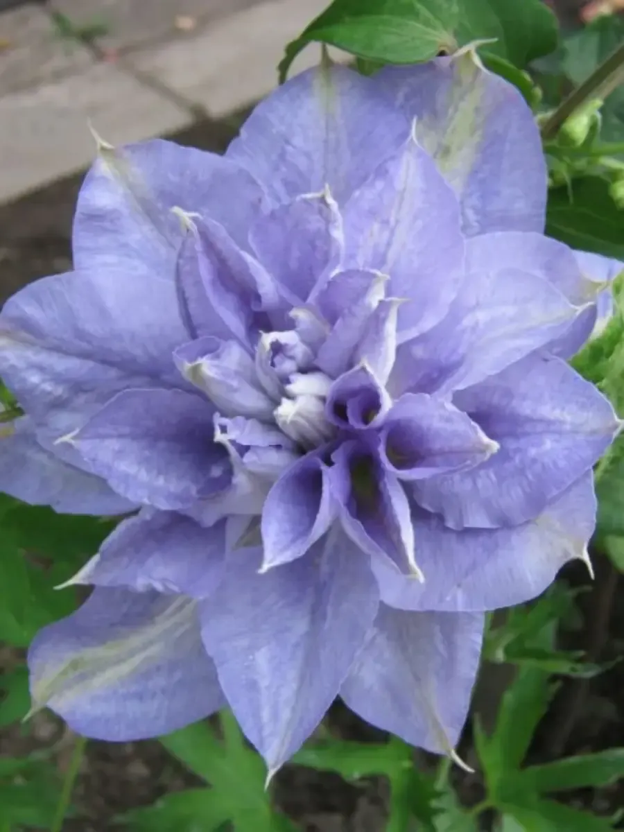 Клематис гибридный Mazury Клематис гибридный Mazury