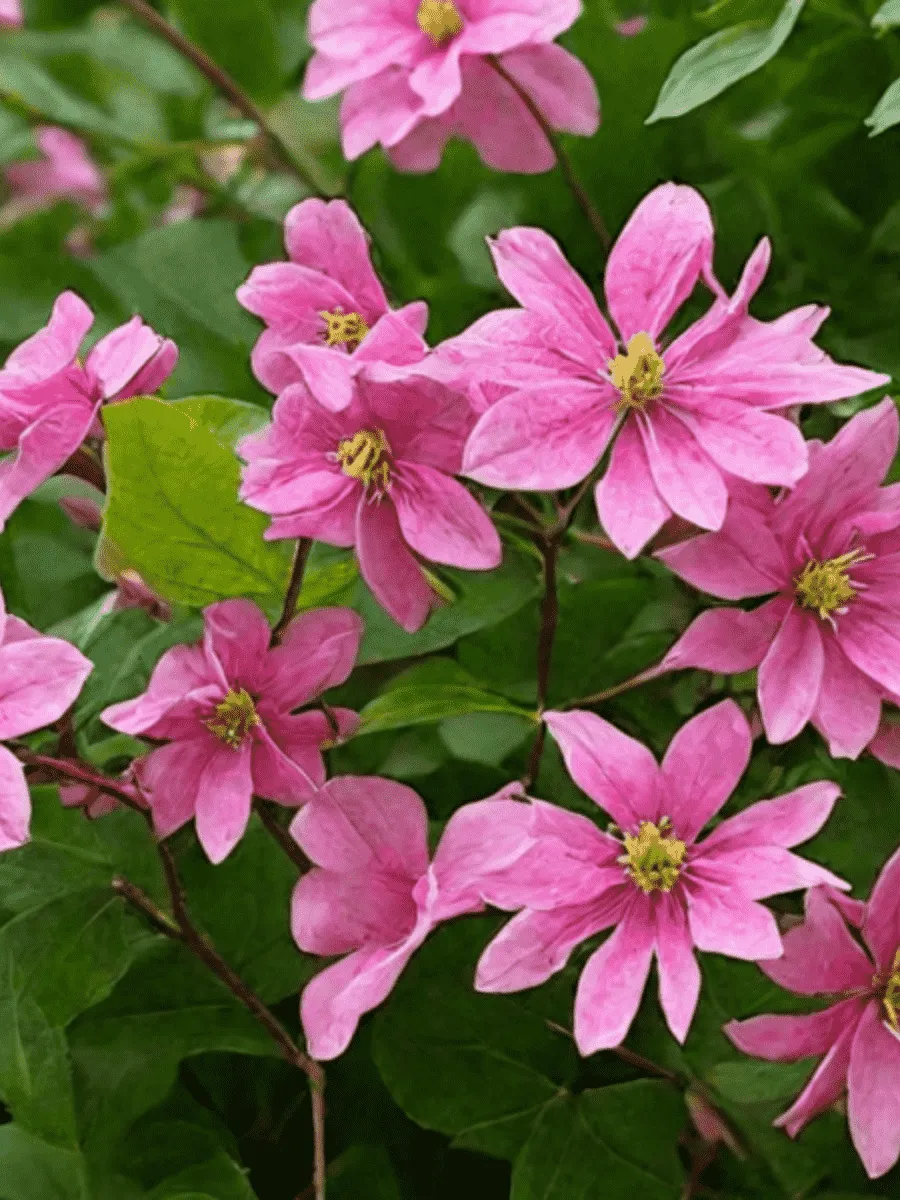 Клематис гибридный Mazurek