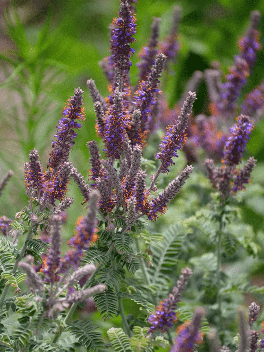 Аморфа седоватая