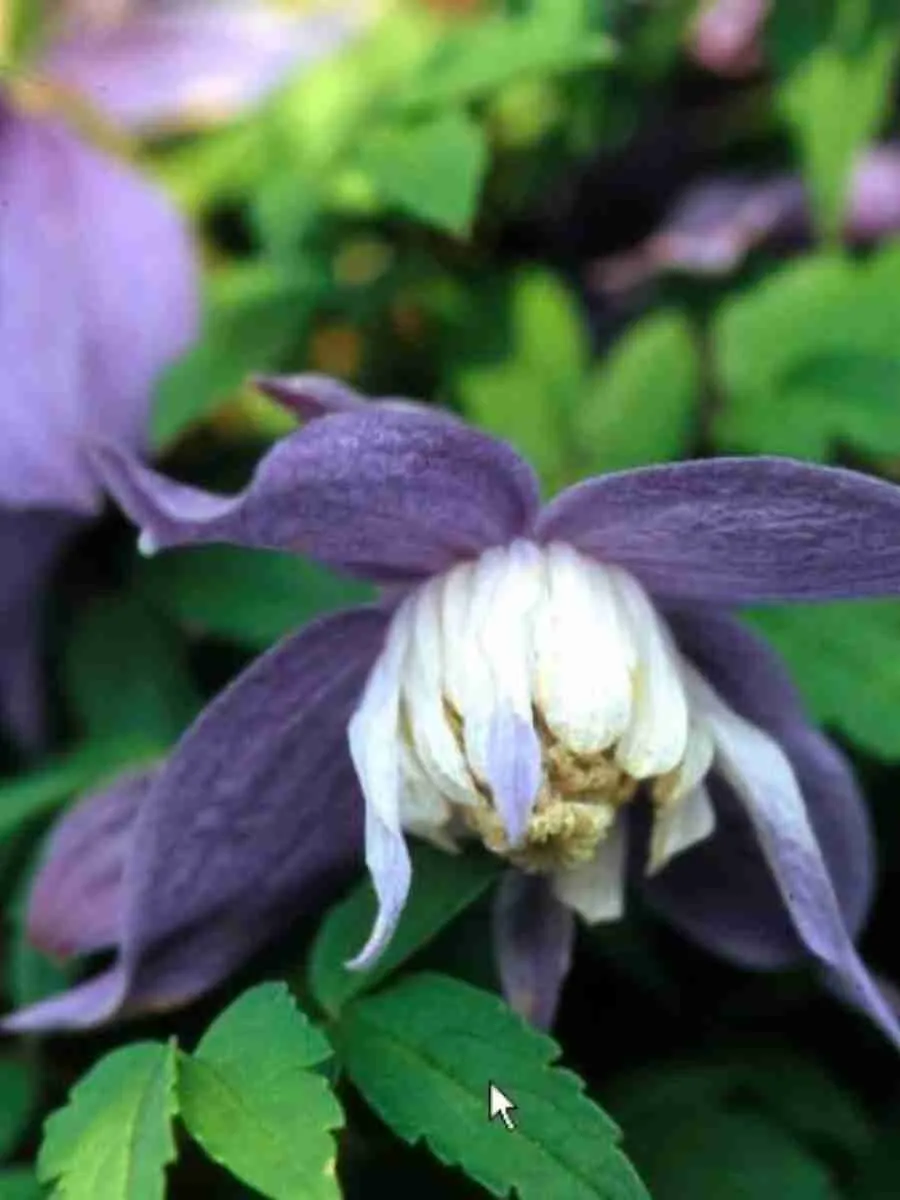 Клематис гибридный Frances Rivis