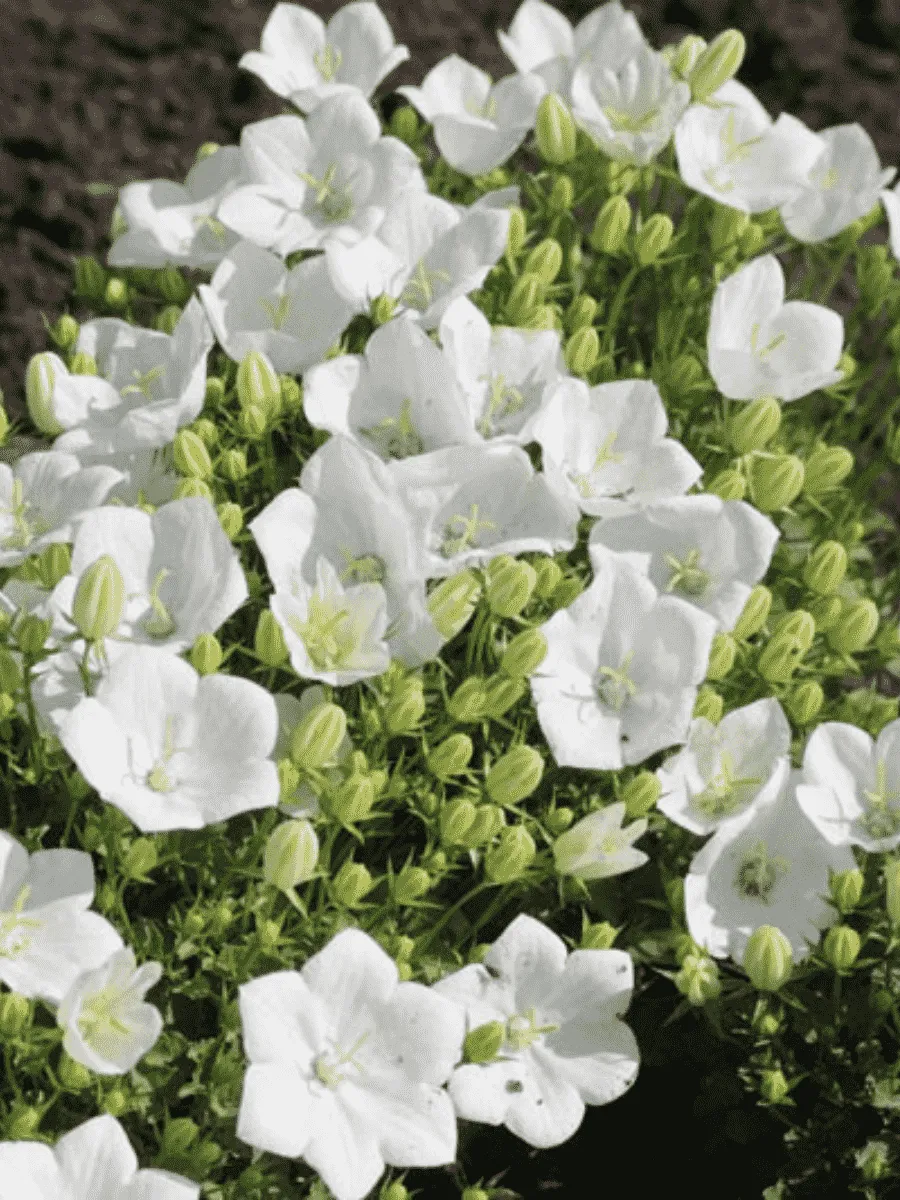 Колокольчик карпатский Perla White Колокольчик карпатский Perla White