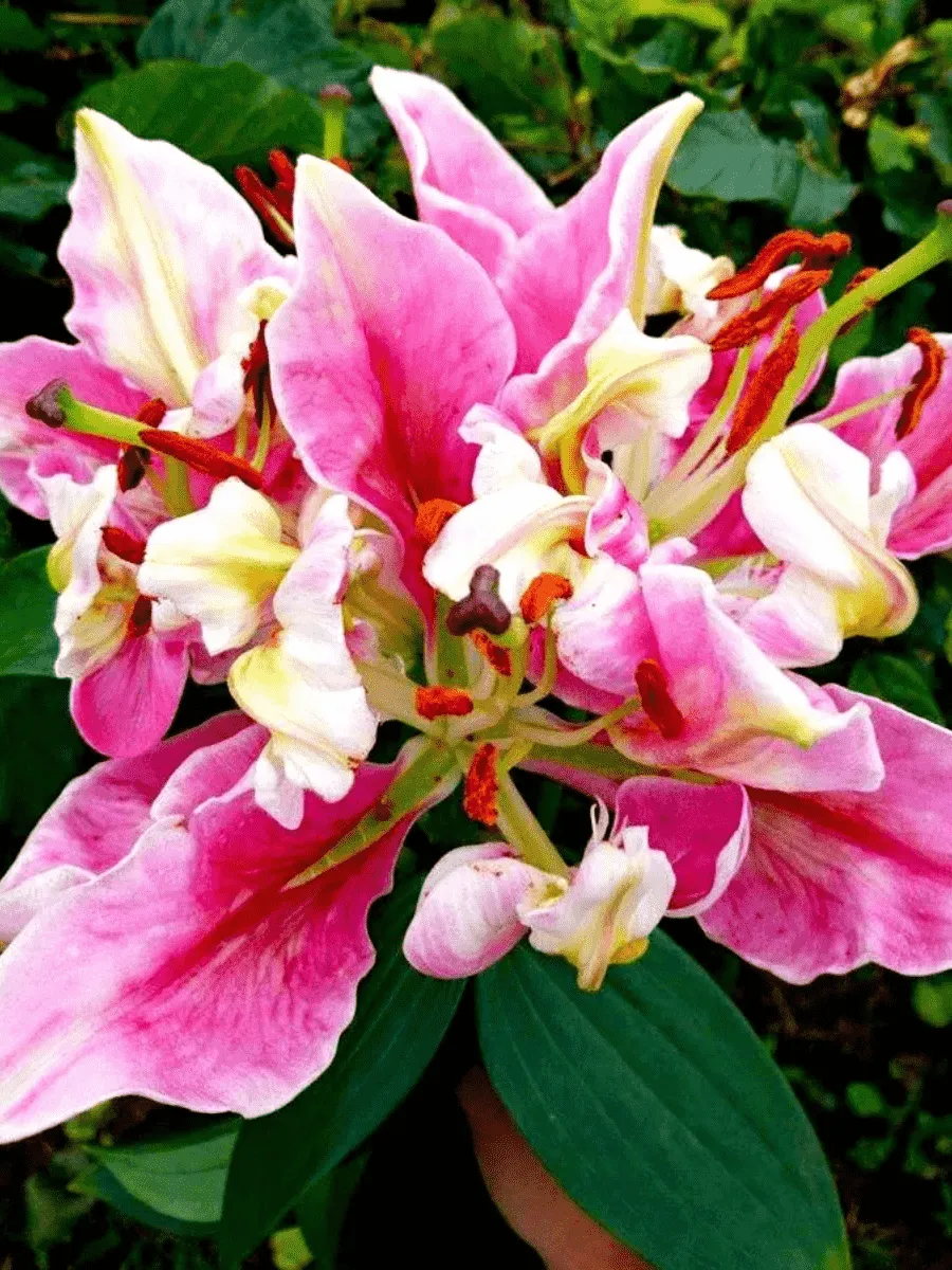 Лилия Parrot Pink Cariba