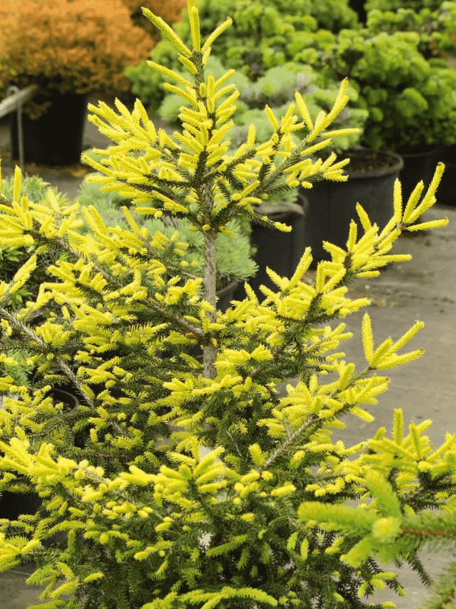 Ель восточная Golden Start Ель восточная Golden Start