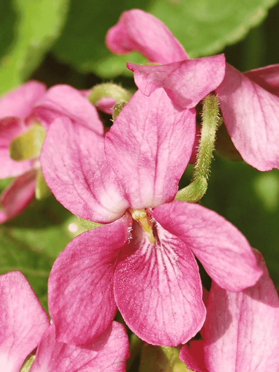 Виола душистая  Coeur D'Alsage