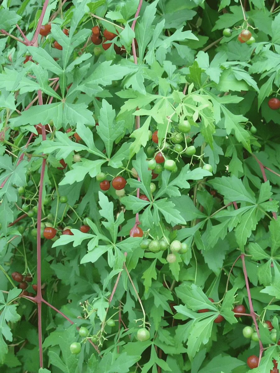 Виноградовник аконитолистный Seattle Виноградовник аконитолистный Seattle