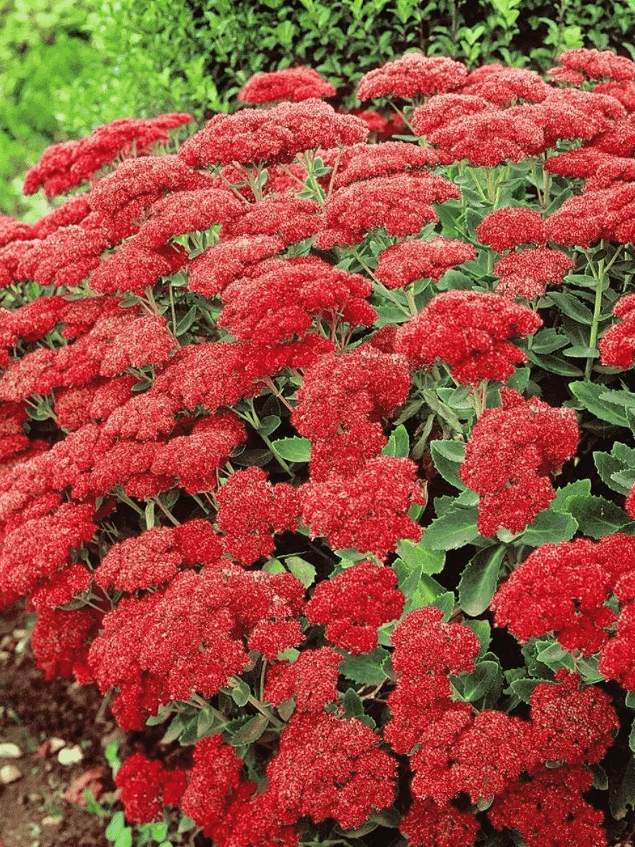 Очиток большой Munstead Dark Red