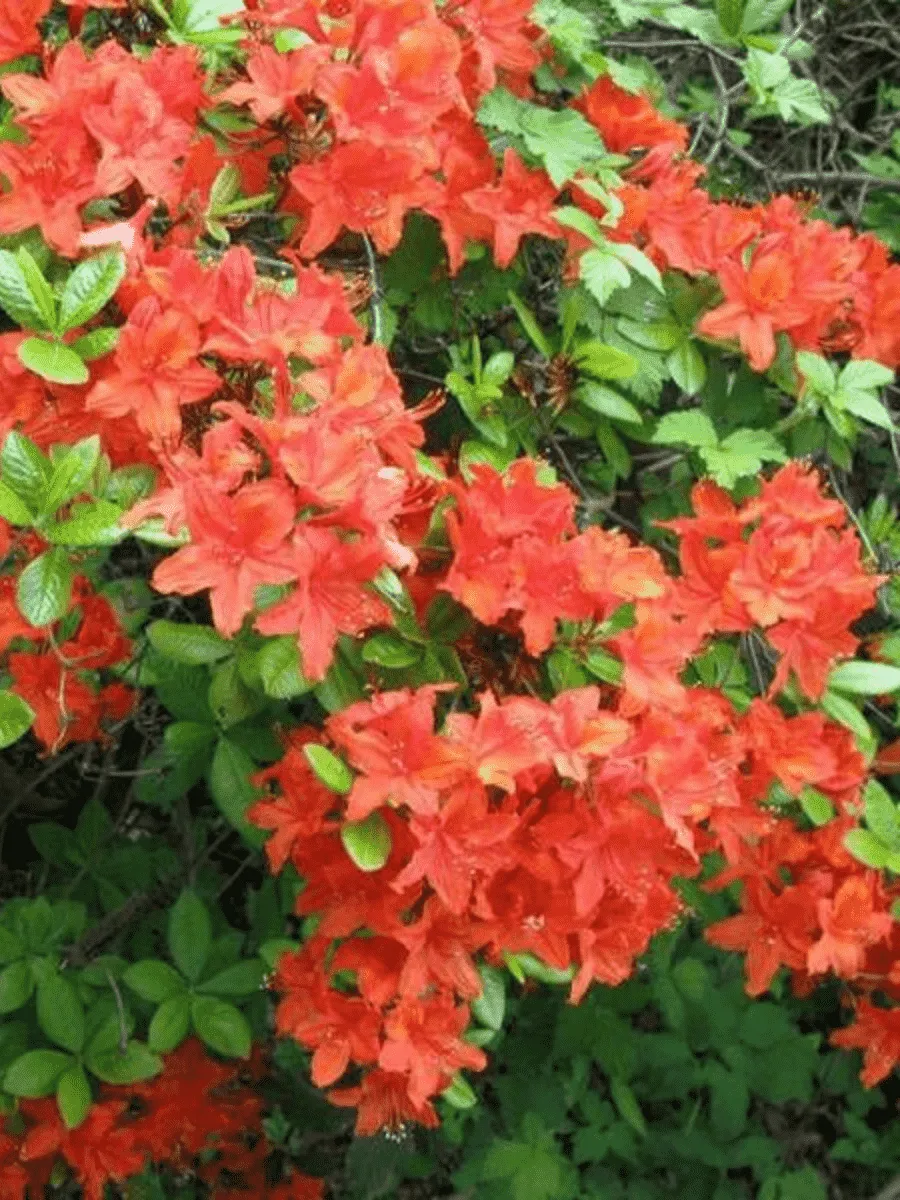 Рододендрон японский Geisha Orange Рододендрон японский Geisha Orange